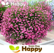 TRAILING LOBELIA CASCADE LILAC 7000 SEEDS - Lobelia pendula VERY UNIFORM SERIES