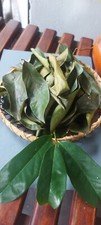 Dried Soursop leaves 100 leaves pcs/ 100 Organic natural Guanabana Graviola