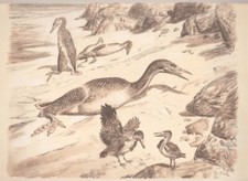 USA Kansas Sea HESPERONIS and ICHTHYORNIS Sepia Print By Z Burian 1963 VF 9x13"