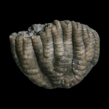 1.2" Forbesiocrinus Multibrachiatas Crinoid Fossil Mississippian Age Montgomery