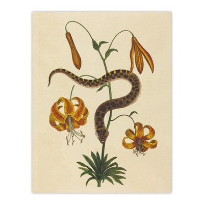 Schweinenase Schlange und Tiger Lilie Mark Catesby Wandbild Poster Druck