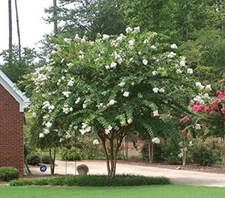 Natchez White Crape Myrtle Tree - Live Plant - ( 1 QT )