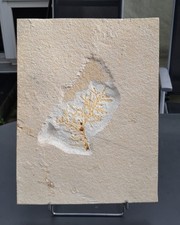 Solnhofen, Palaeocyparis princeps, Jura, Malm