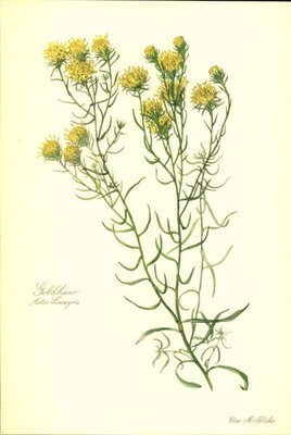 Goldhaar (Aster Linosyris).Kunstdruck nach Aquarell von Elsa M. Felsko.