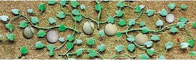 Cantaloupe Patch, 2-3/4'' (6)