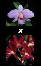 Ctt. Chocolate Drop x C. praestans New Cattleya Orchid Hybrid! 4” Pot