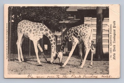 Wall Street New York BRONX Giraffes Feeding Zoo 1907 Undivided Back