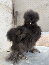 Silkie Hatching Eggs 6 READY TO SHIP