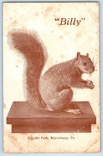1909 Squirrel Pet Billy Capitol Park Harrisburg Pennsylvania PA Antique Postcard