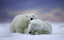 288064 Polar Bear Cute Baby Pretty Animal PRINT POSTER