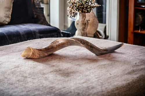Shofar Full Natural 76 - 81 cm corno Kudu taglia tra 30 - 32"" pollici yemenita - Foto 13 di 24
