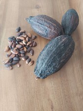 petite CABOSSE de CACAO vide et séche Agriculture BIO congo RDC