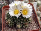 Pediocactus knowltonii,seeds10 pcs