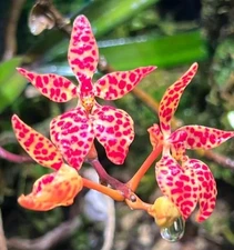 Renanthera monachica near blooming size vandaceous orchid species.