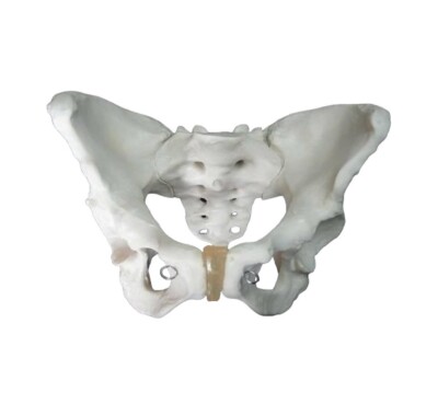 Adult Female Pelvis Model