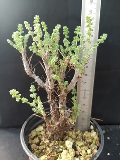 pelargonium alternans plantes a caudex