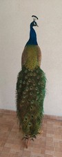 Amazaing Indian Peacock (Pavo cristatus) Taxidermy Mount