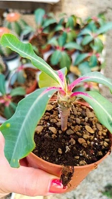 EUPHORBIACEAE Euphorbia viguieri succulent cactus succulent plants caudex