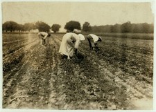 Slovaks blocking and thinning beets near Corunna. Location: Corunna, Michigan