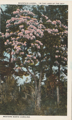 ''In The Land Of Sky'' Mountain Laurel Asheville And Western North Carolina
