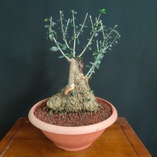 PRE BONSAI  DI OLIVASTRO