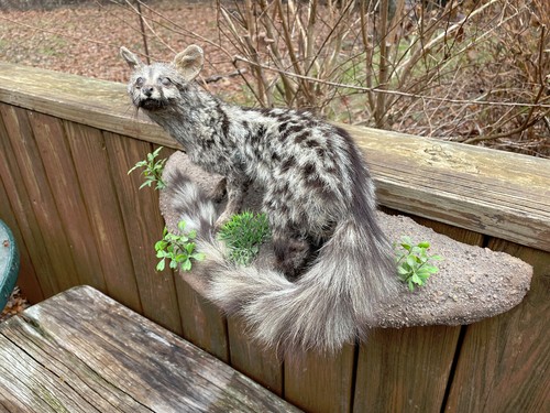 Rare, Beautiful little Small Spotted GENET full body Mount AFRICA ...