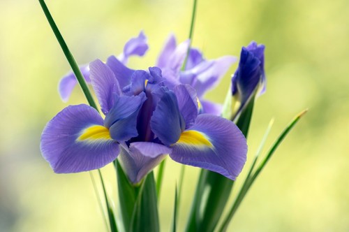 10 Dutch Iris SAPPHIRE BEAUTY Spring Flowering Bulbs Blue Garden Hardy Perennial - Picture 5 of 12