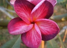 5 Bright Purple Pink Plumeria Seeds Perennial Flowers Seed Frangipani US SELLER