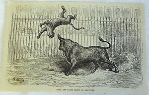 1878 magazine engraving ~ BULL & TIGER FIGHT AT ARANJUEZ
