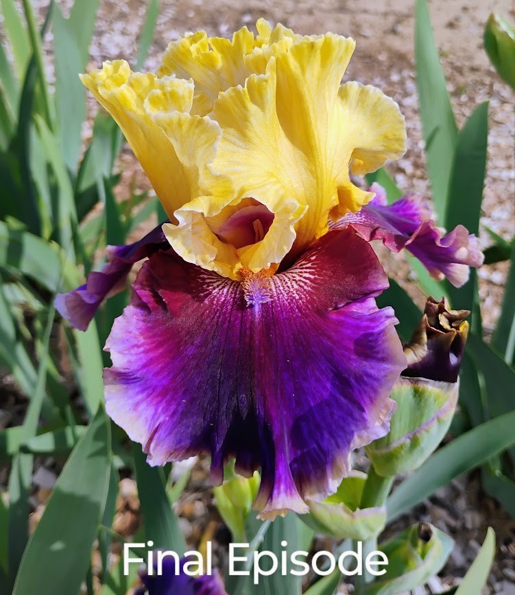 Tall Bearded Iris Rhizome ~ "FINAL EPISODE" ~ Fresh and Healthy (REBLOOMER)
