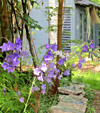 CAMPANULA PERSICIFOLIA  'BLUE BELLFLOWER'  plant with Bare Roots