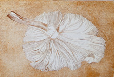 Mushroom Etching Aquatint Artist Proof Patricia Calderhead Calcot Fungus