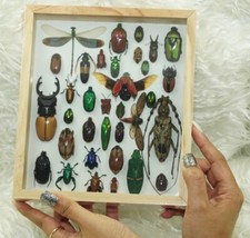 Set Mix Beetle Insect Taxidermy Entomology Wood Box Display Home Decor