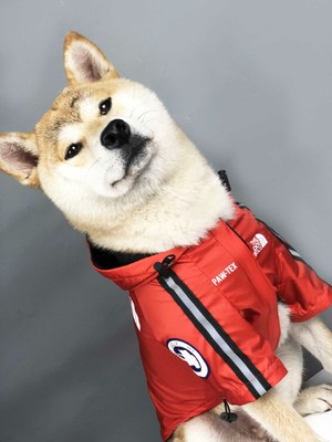 shiba raincoat