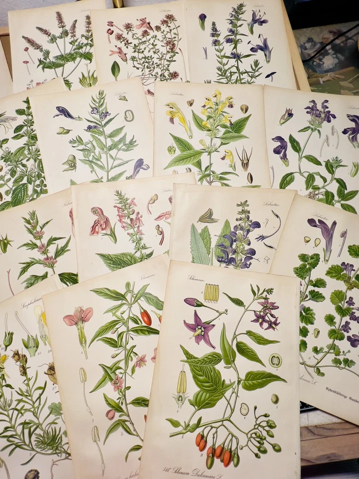 Juego de 3 Ilustraciones Botánicas Antiguas 1886 Cromolitografías Vintage Foto 3 de 4