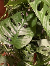 Monstera Adansonii Aurea 2 CUTTING 2 NODE  Live Plant