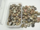 150+ PCS BROWN NAUTILUS SEA SHELL WEDDING BEACH CRAFT #7521
