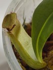 Nepenthes [mirabilis x (viking x ampullaria)] – Seed grown — photo 7