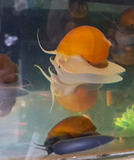 3 Large Live Freshwater Mystery Snails - Golden Ivory/Honey Jade 
