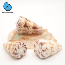 Conus Caracteristicus Seashells: Natural Beach Decor, Shell Art
