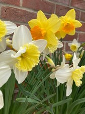 10 kg Sack of Mixed Daffodils (Bulbs In The Green) Free Postage UK