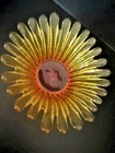 BLENKO VINTAGE OMBRÉ BURNT ORANGE DAISY SUNFLOWER GLASS  BOWL W/STICKER!-7”