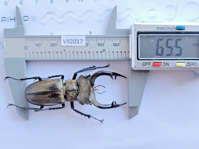 V92017. Insects, Lucanus: Nobilis. North Vietnam, Lai Chau