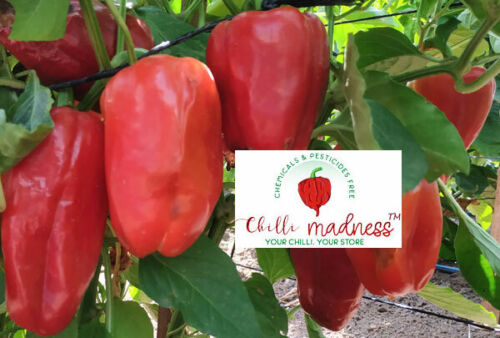 Chilli Gypsy Sweet Hybrid Pepper Sustainably Grown in Australia 10 Seeds - Photo 1/2