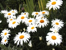 130 SEEDS - daisy SHASTA DWARF perennial white GroCo USA - BUY 15-SHIPS FREE