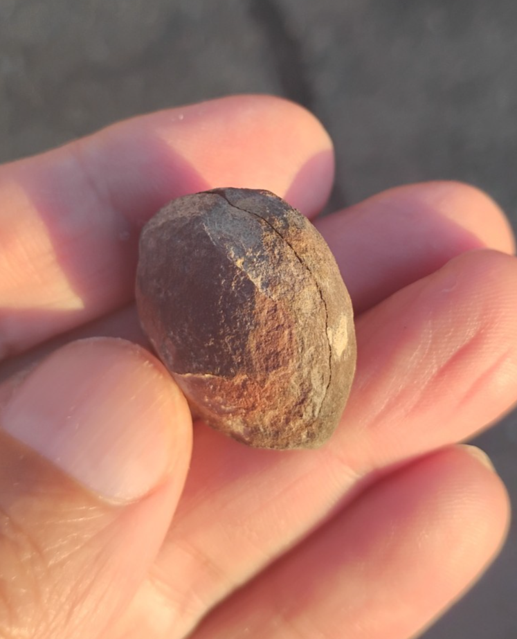 PREHISTORIC DINOSAUR SEA-CREATURE'S FOSSILIZED (STONE) COPRALITE (POOP ...