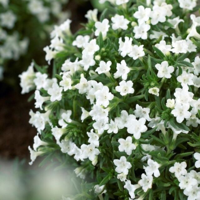Lithodora plug plants alpine white flowers garden evergreen hardy pack of 3