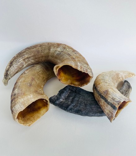 Dog Chews Icelandic Lamb Horn Any Size 100% Natural-Organic For any Dog or Puppy - Picture 18 of 25