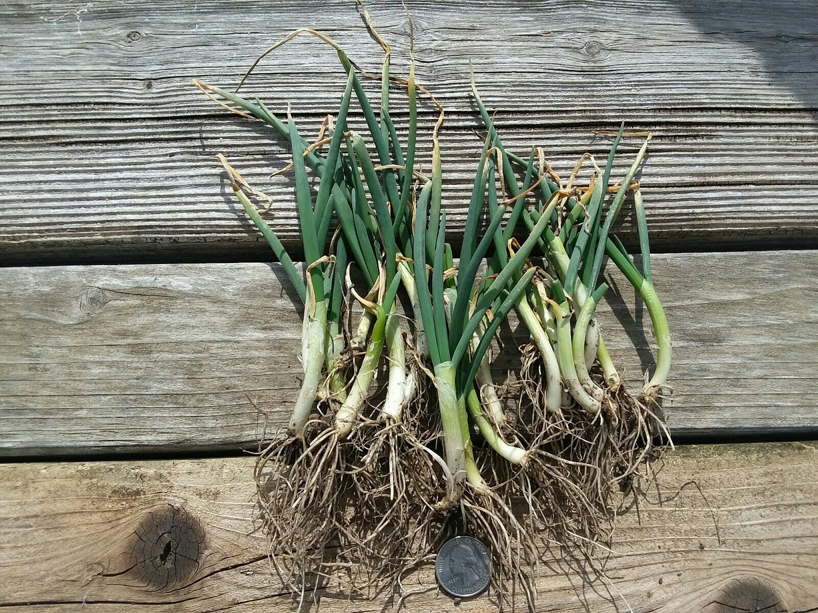 Egyptian Walking Onion set onions 5 Csongrádi édeshagyma