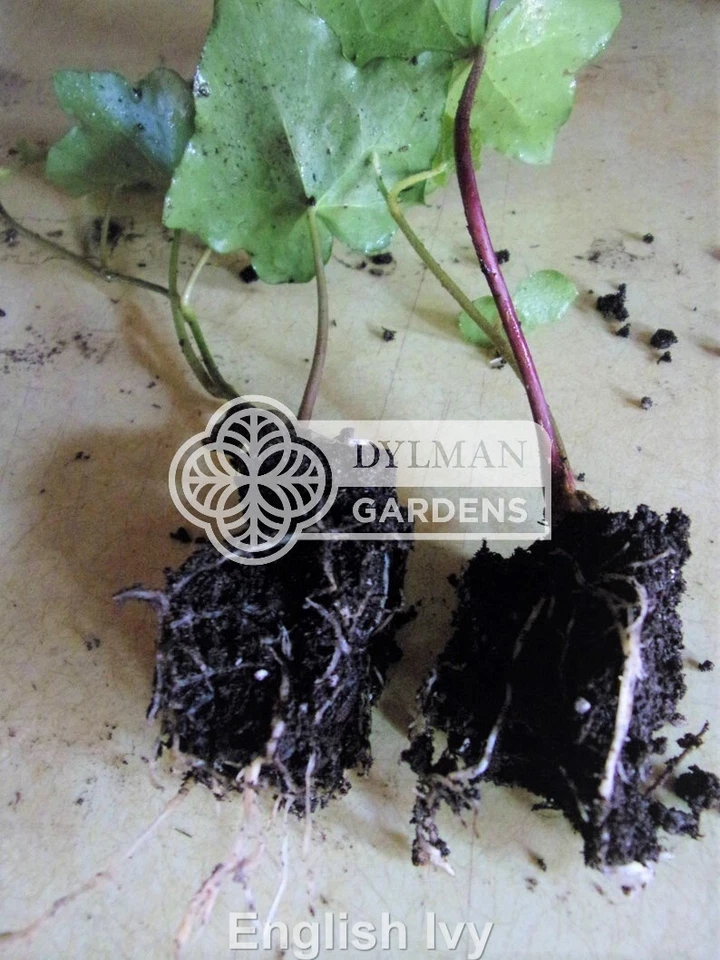 25 English Ivy Plants - Hedera helix - Groundcover - Size 2 - Free Shipping - Image 4 of 4